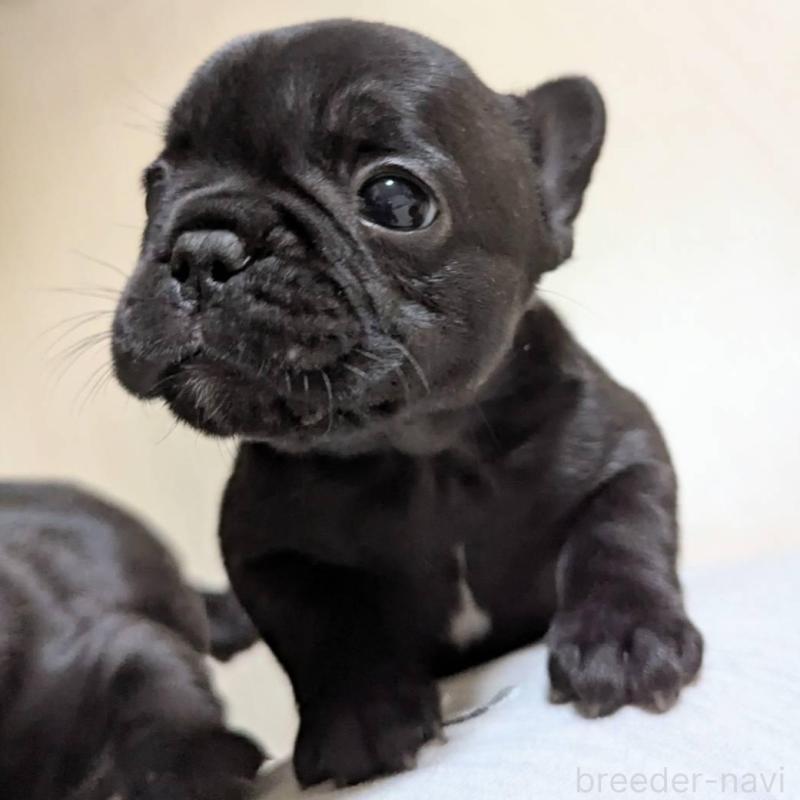 販売中の三重県のフレンチブルドッグ-433702の3枚目