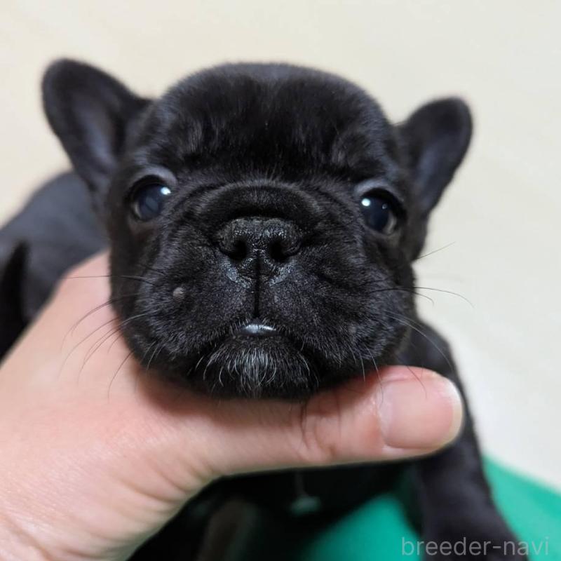 販売中の三重県のフレンチブルドッグ-433702の1枚目
