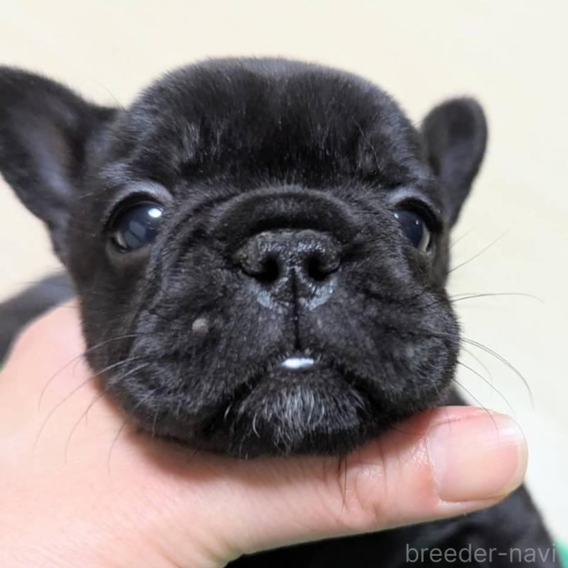 販売中の三重県のフレンチブルドッグ-433702の2枚目