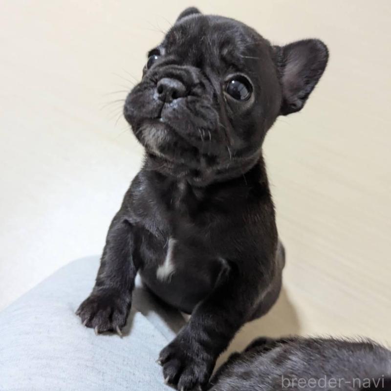 販売中の三重県のフレンチブルドッグ-433703の5枚目