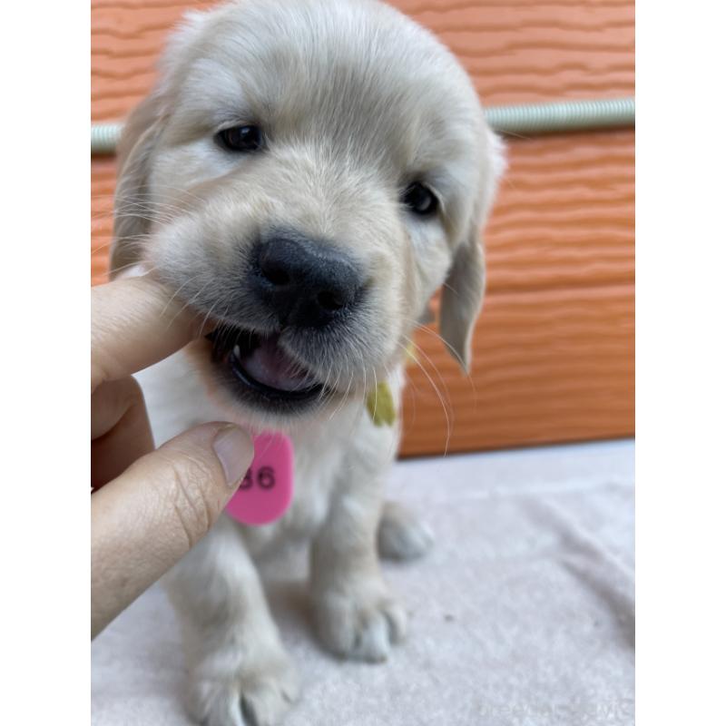 販売中の茨城県のゴールデンレトリーバー-433704の7枚目