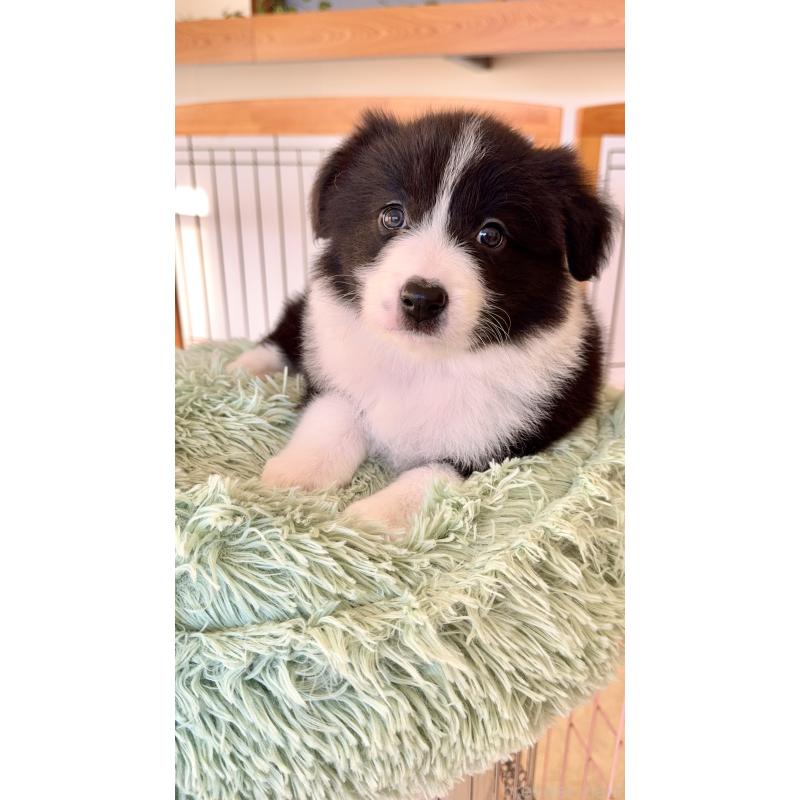 販売中の岐阜県のボーダーコリー-429853