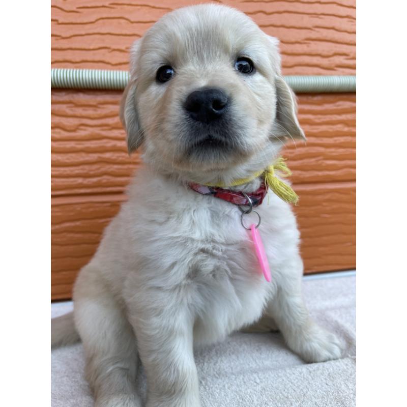 販売中の茨城県のゴールデンレトリーバー-433704の6枚目