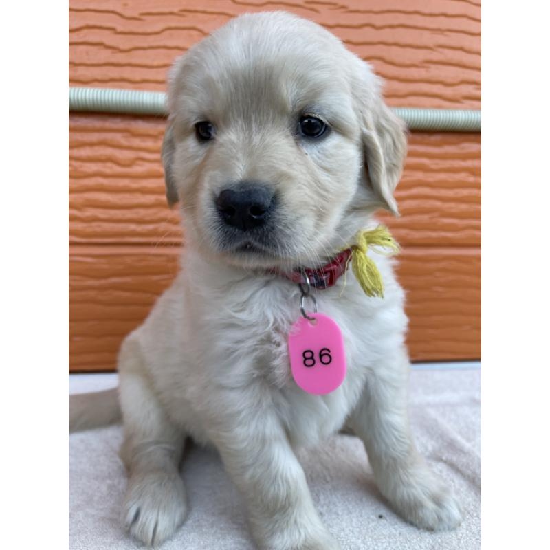 販売中の茨城県のゴールデンレトリーバー-433704の5枚目