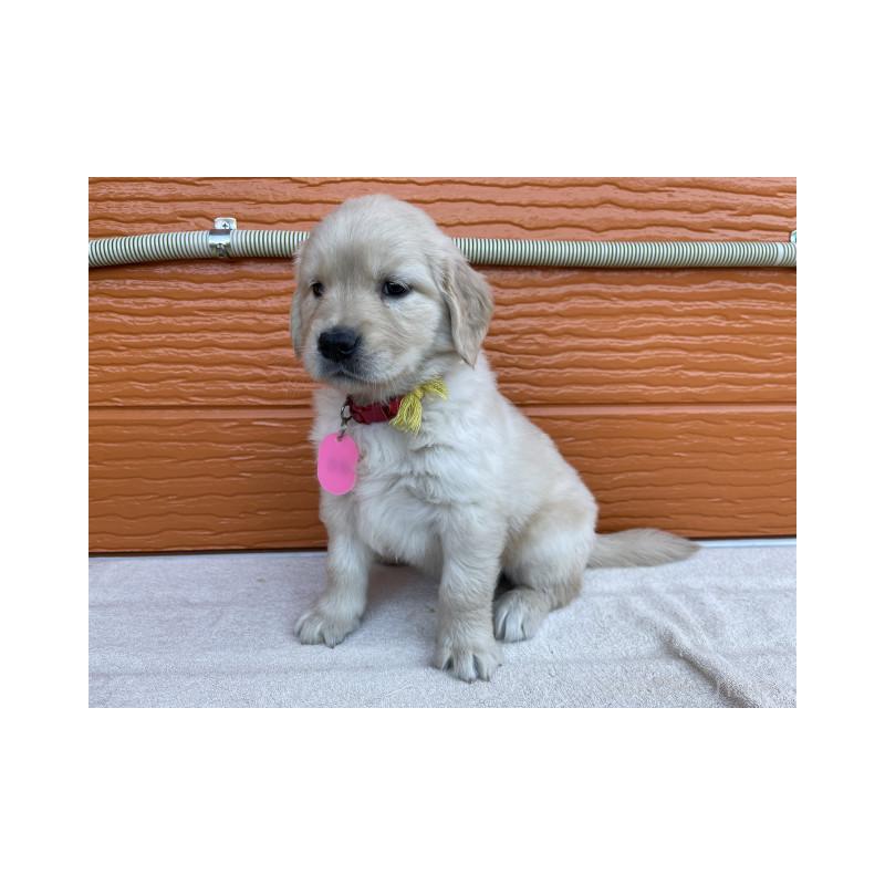 販売中の茨城県のゴールデンレトリーバー-433704の4枚目