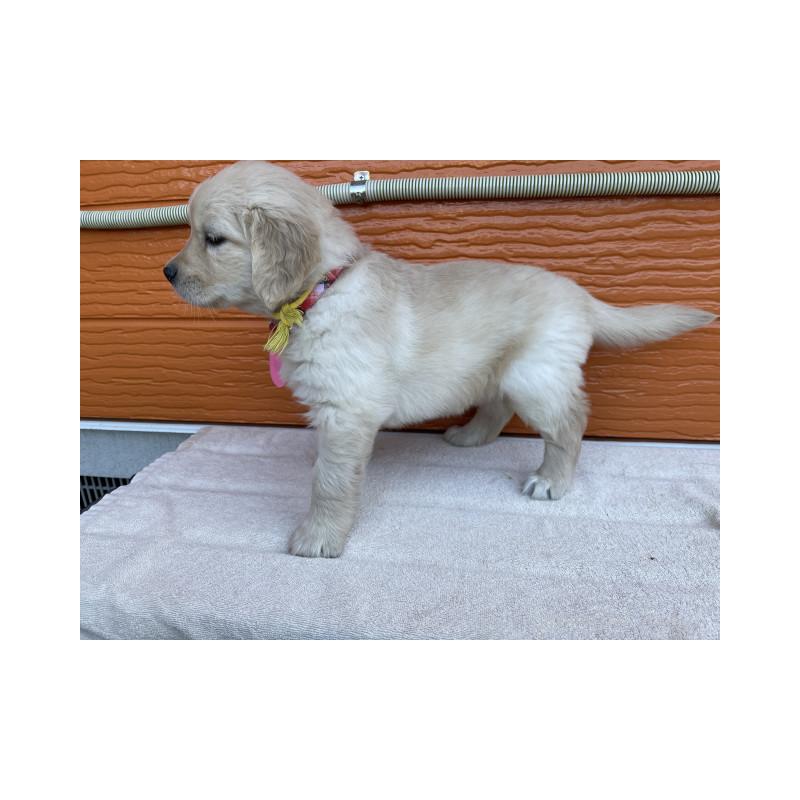 販売中の茨城県のゴールデンレトリーバー-433704の3枚目