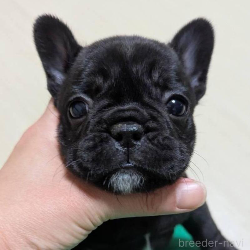 販売中の三重県のフレンチブルドッグ-433703