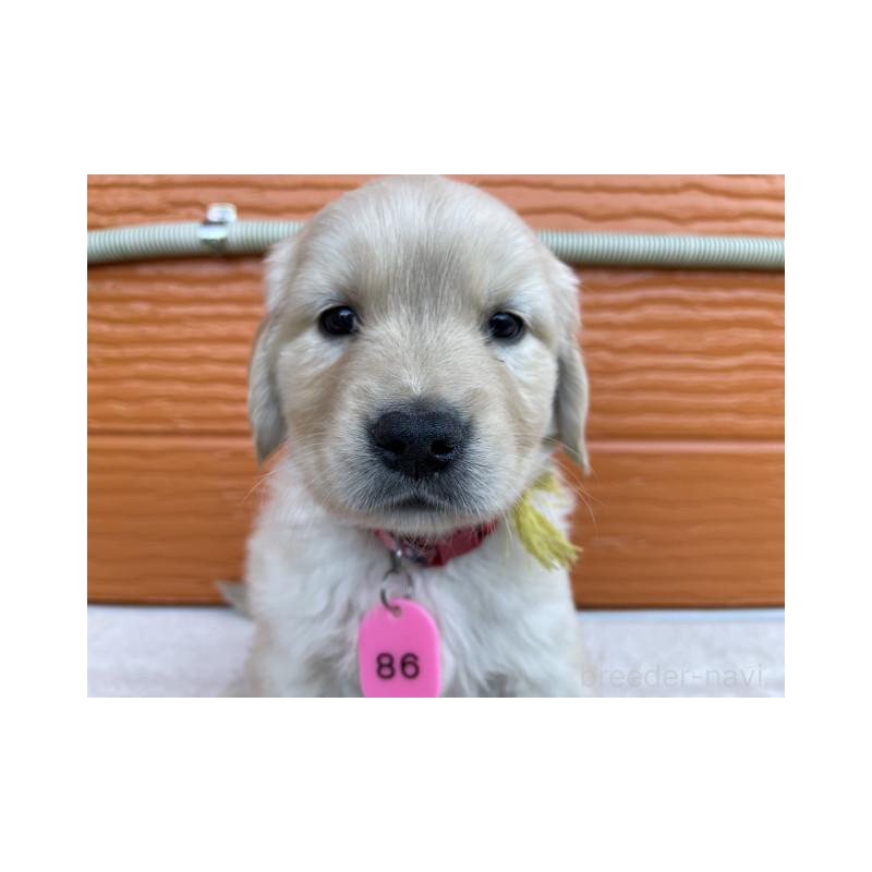 販売中の茨城県のゴールデンレトリーバー-433704の2枚目