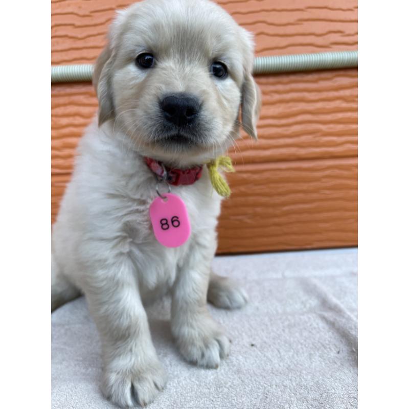 販売中の茨城県のゴールデンレトリーバー-433704の1枚目