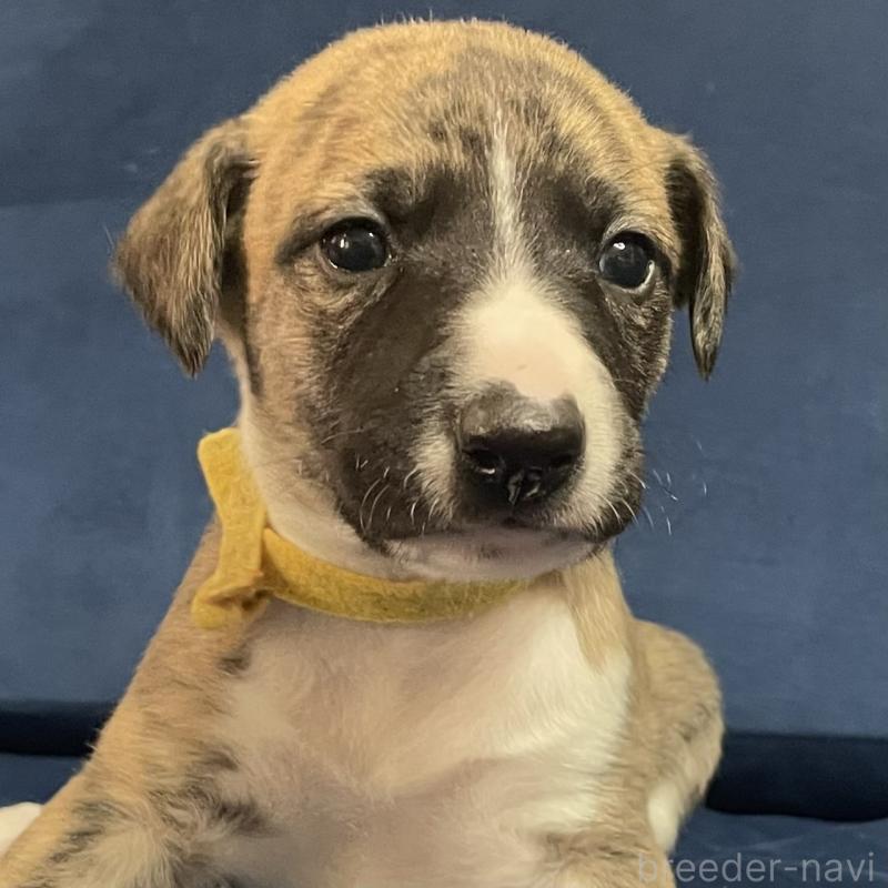 販売中の岐阜県のウィペット-433705の1枚目