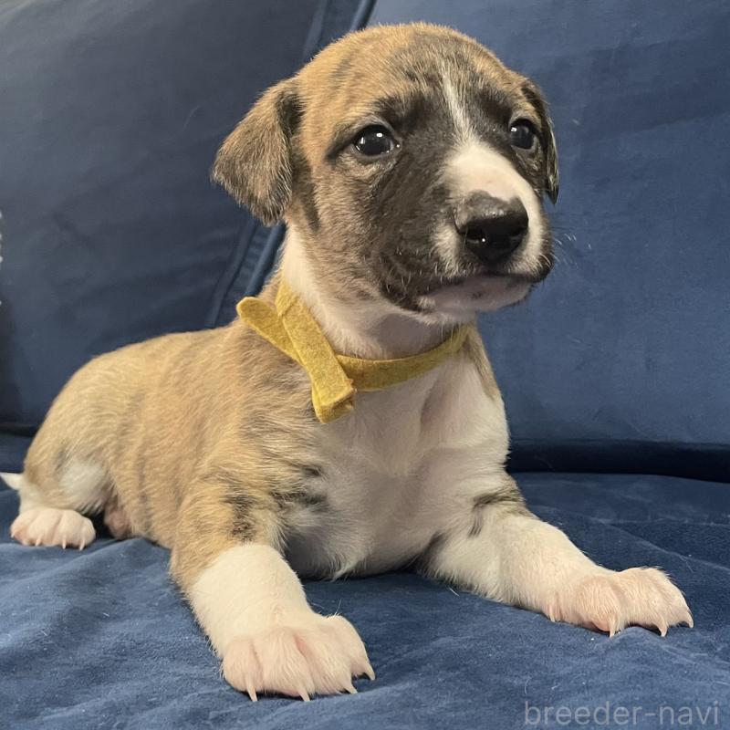 販売中の岐阜県のウィペット-433705の4枚目