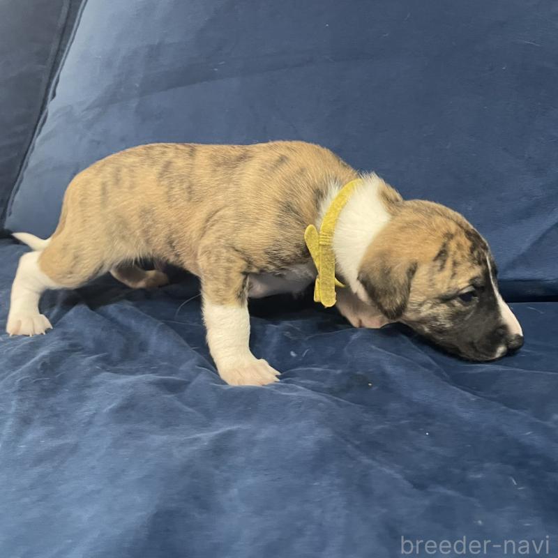 販売中の岐阜県のウィペット-433705の3枚目