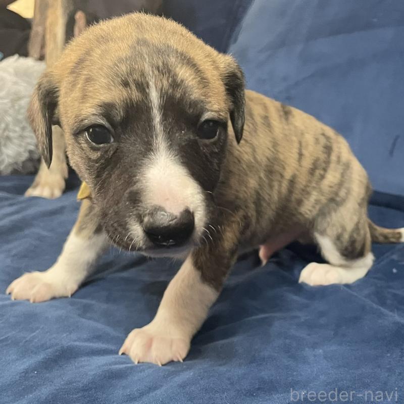 販売中の岐阜県のウィペット-433705の2枚目