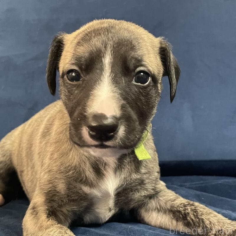 販売中の岐阜県のウィペット-433707