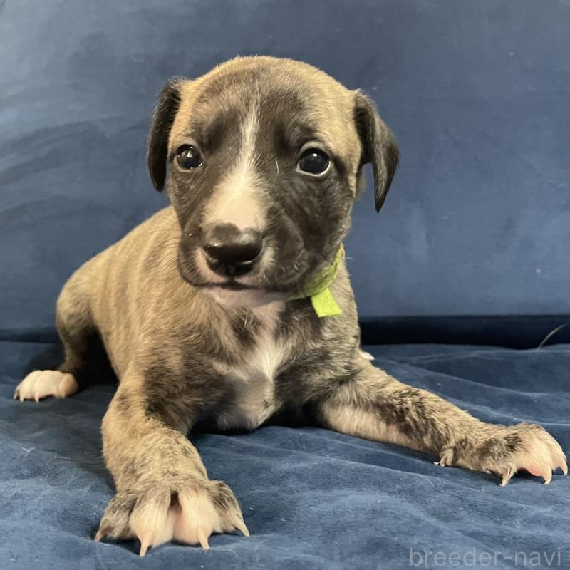 販売中の岐阜県のウィペット-433707の4枚目