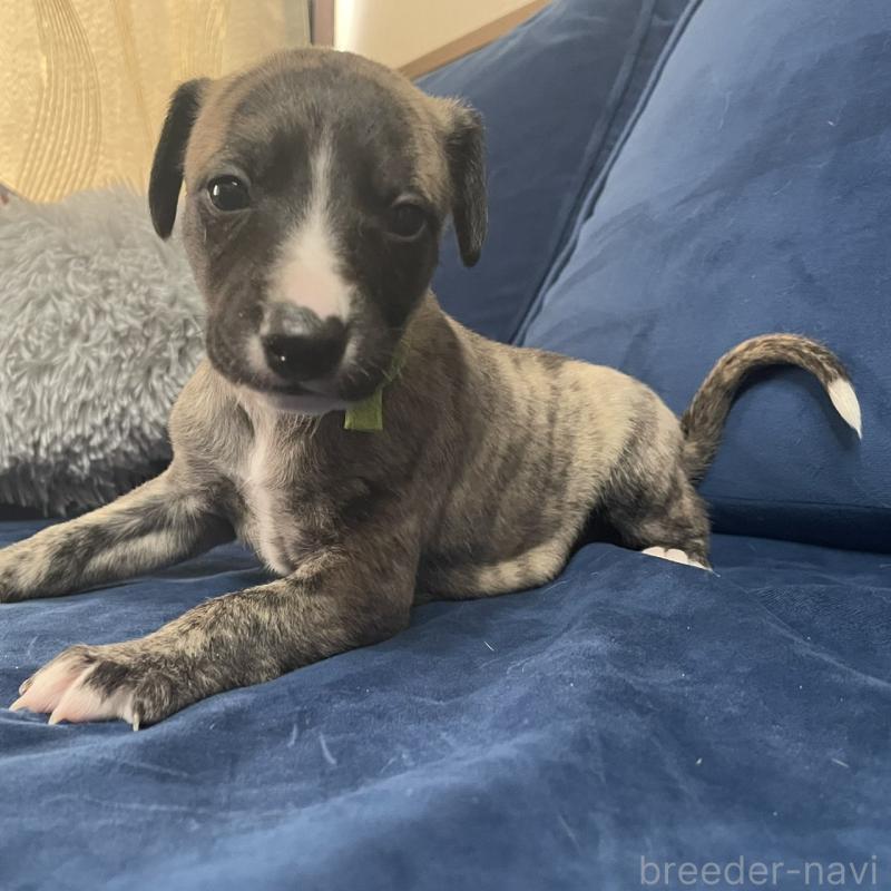 販売中の岐阜県のウィペット-433707の3枚目