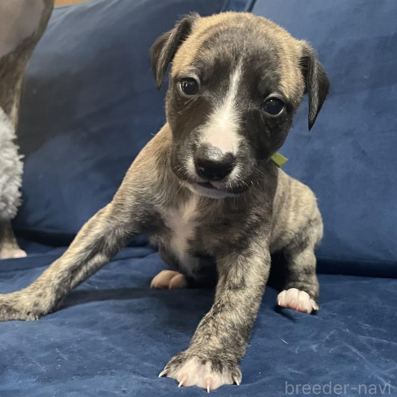 販売中の岐阜県のウィペット-433707の2枚目