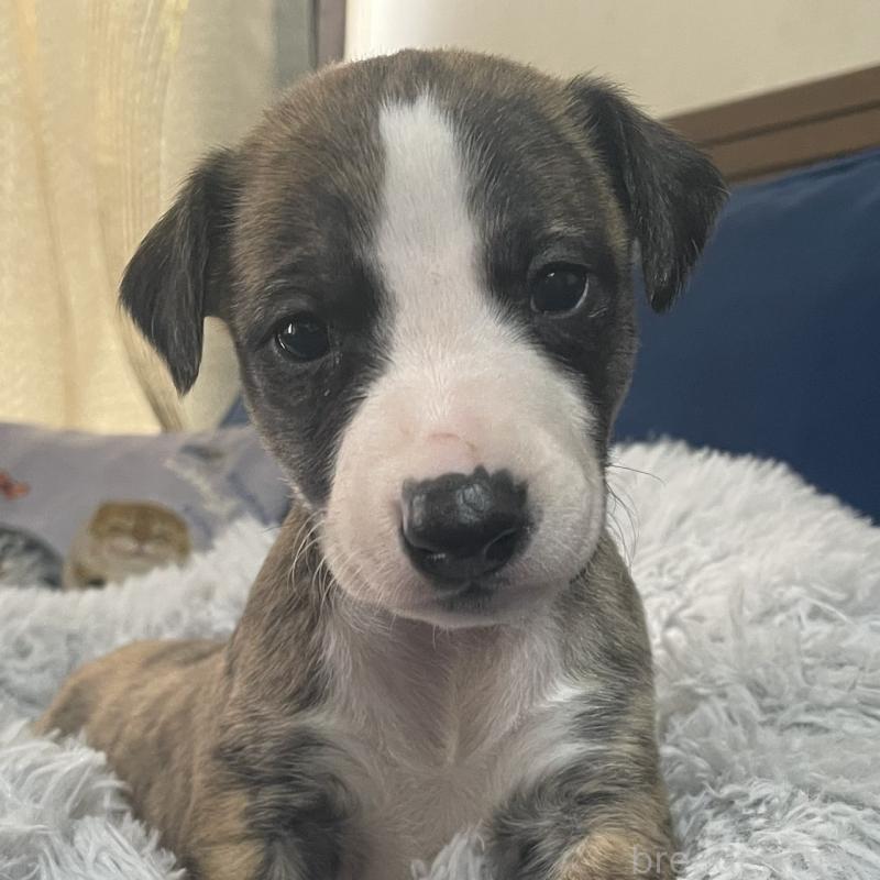 販売中の岐阜県のウィペット-433708