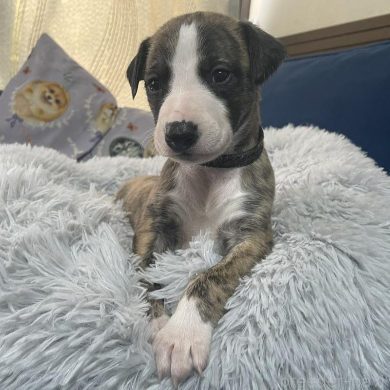 販売中の岐阜県のウィペット-433708の4枚目