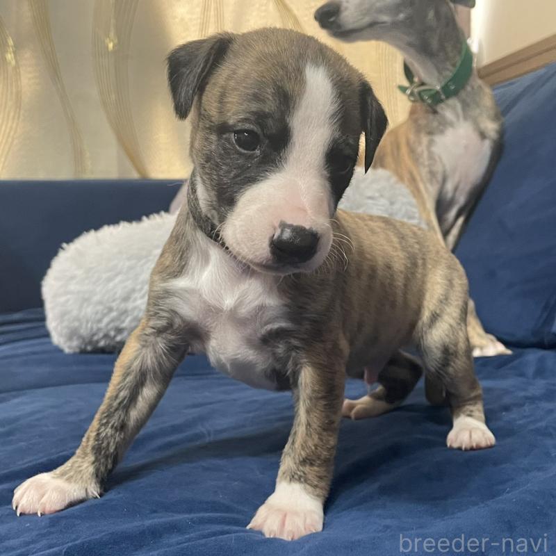 販売中の岐阜県のウィペット-433708の3枚目