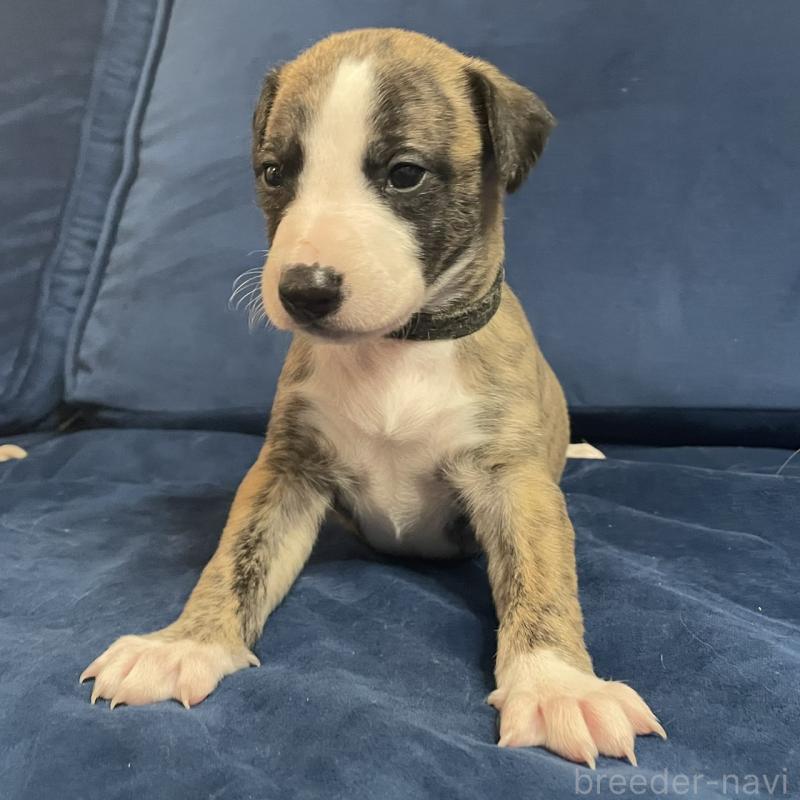 販売中の岐阜県のウィペット-433708の2枚目