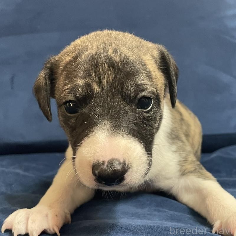 販売中の岐阜県のウィペット-433709の1枚目