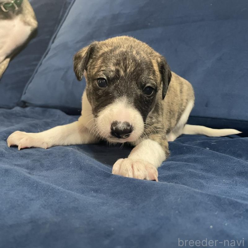 販売中の岐阜県のウィペット-433709の4枚目