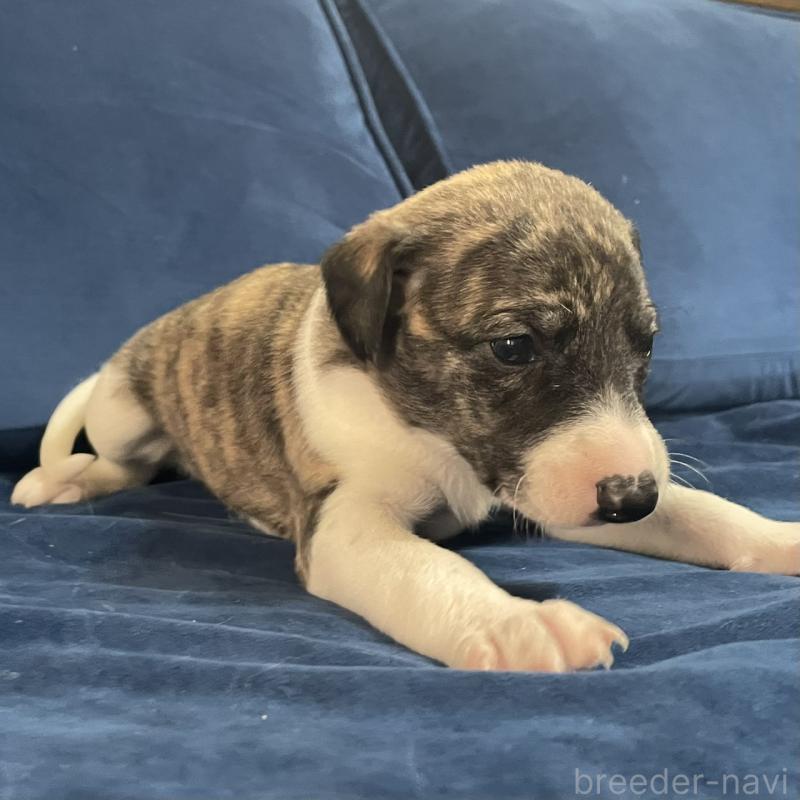 販売中の岐阜県のウィペット-433709の3枚目