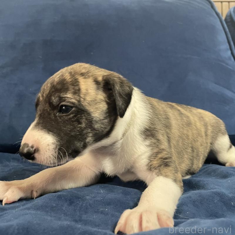 販売中の岐阜県のウィペット-433709の2枚目