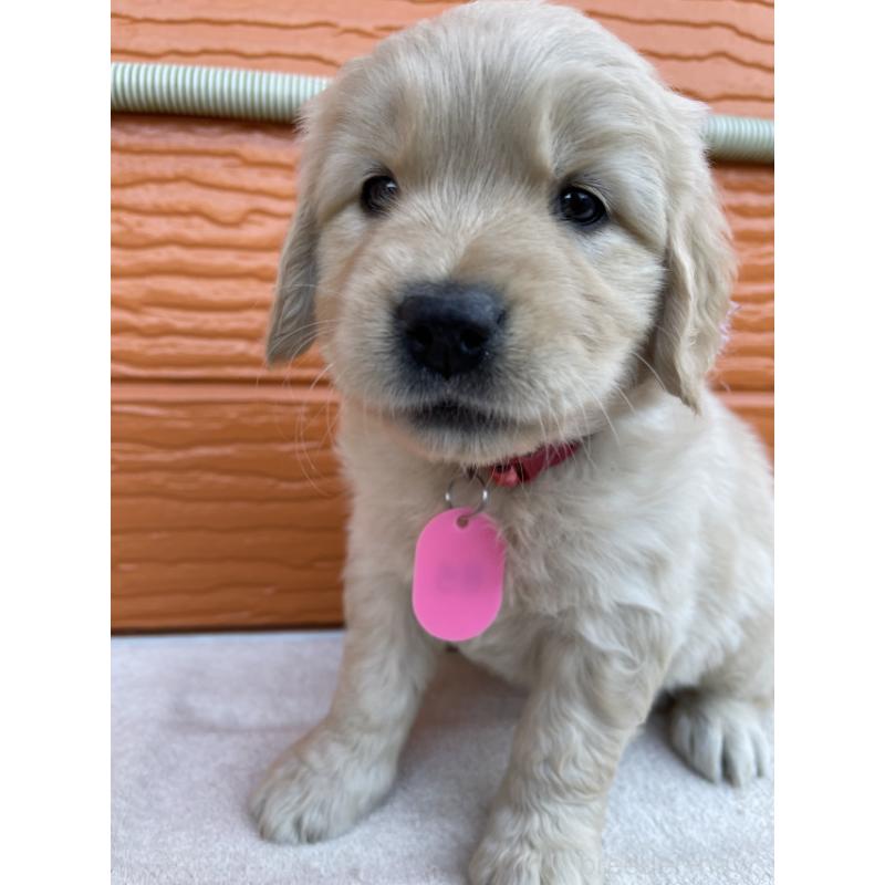 販売中の茨城県のゴールデンレトリーバー-433710の8枚目