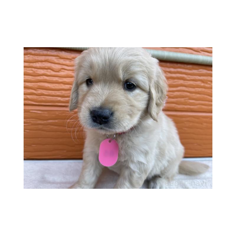 販売中の茨城県のゴールデンレトリーバー-433710の7枚目