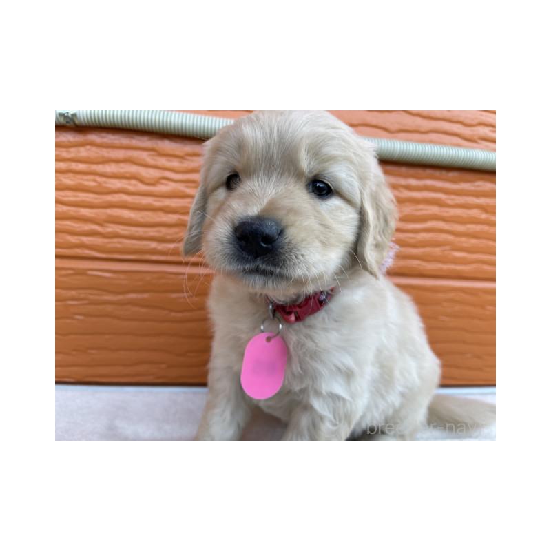 販売中の茨城県のゴールデンレトリーバー-433710の6枚目