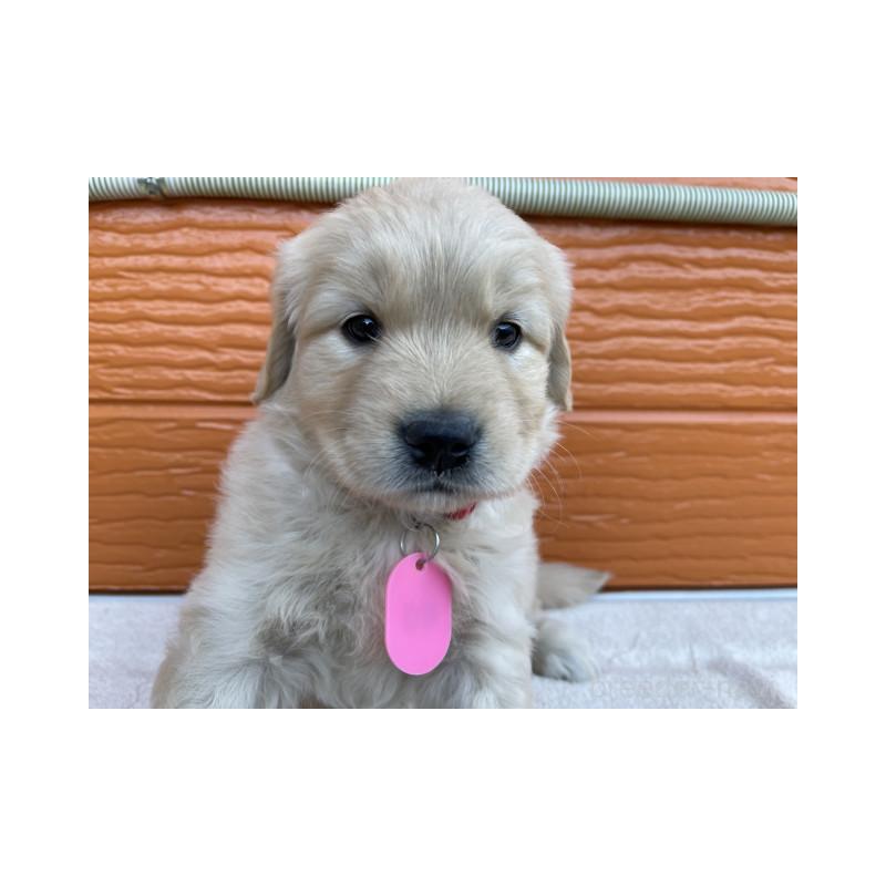 販売中の茨城県のゴールデンレトリーバー-433710の5枚目