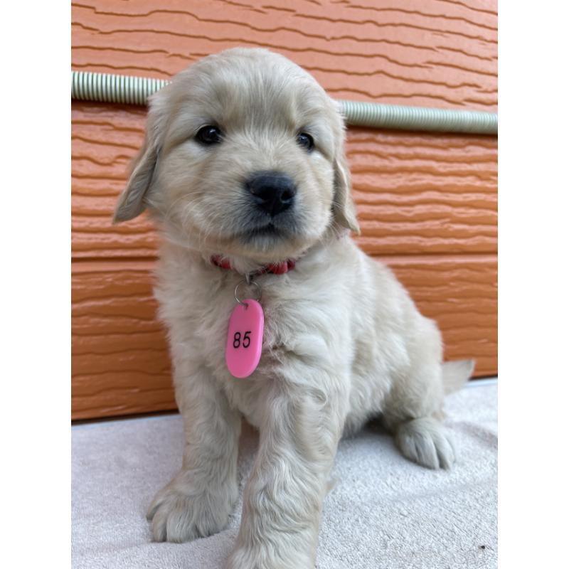 販売中の茨城県のゴールデンレトリーバー-433710の4枚目