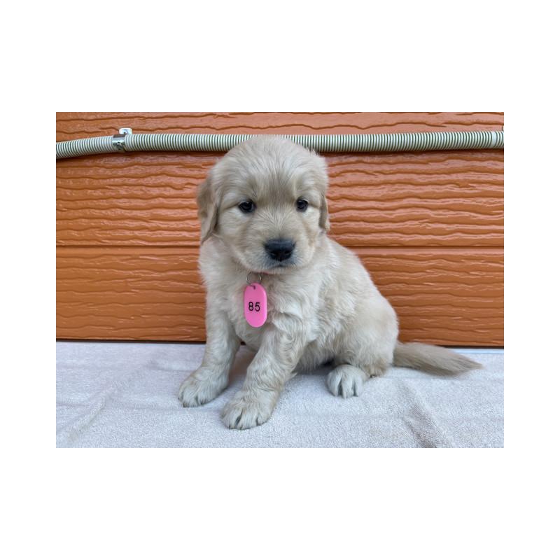 販売中の茨城県のゴールデンレトリーバー-433710の3枚目