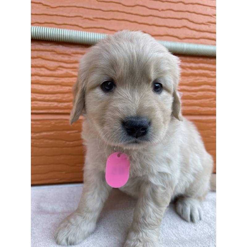 販売中の茨城県のゴールデンレトリーバー-433710の2枚目