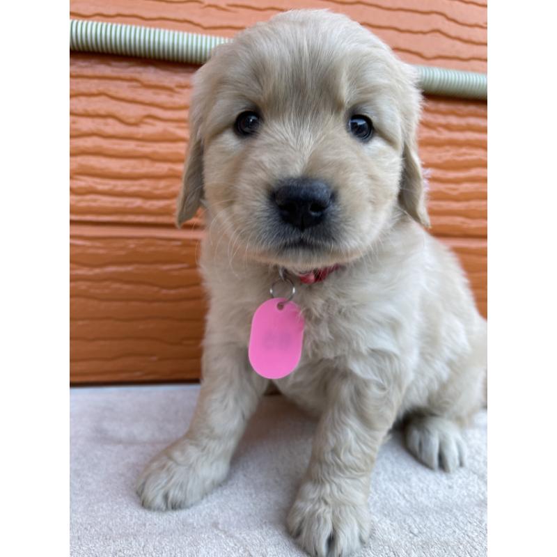 販売中の茨城県のゴールデンレトリーバー-433710の1枚目