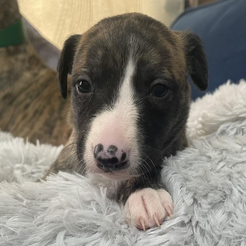 販売中の岐阜県のウィペット-433711