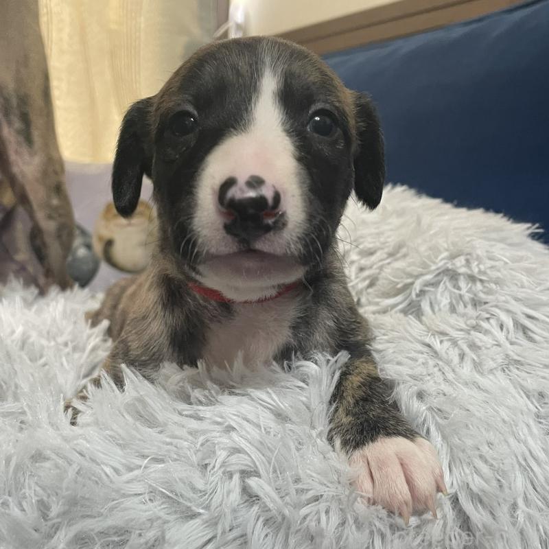 販売中の岐阜県のウィペット-433711の4枚目