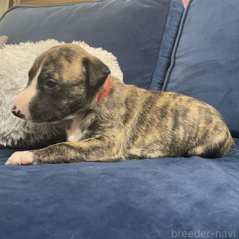 販売中の岐阜県のウィペット-433711の3枚目