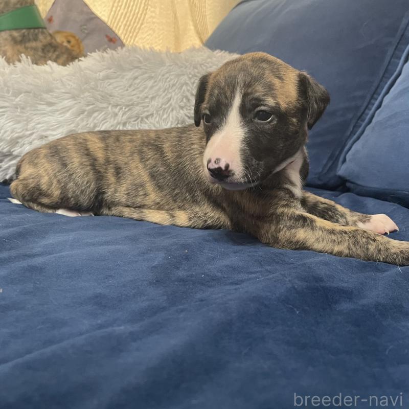 販売中の岐阜県のウィペット-433711の2枚目