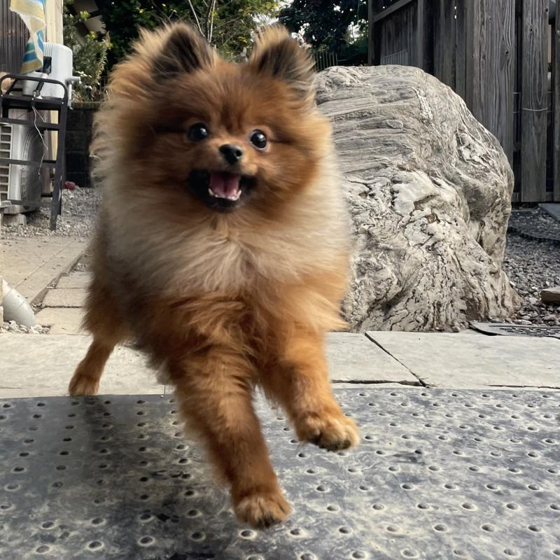 販売中の岐阜県のポメラニアン-433712