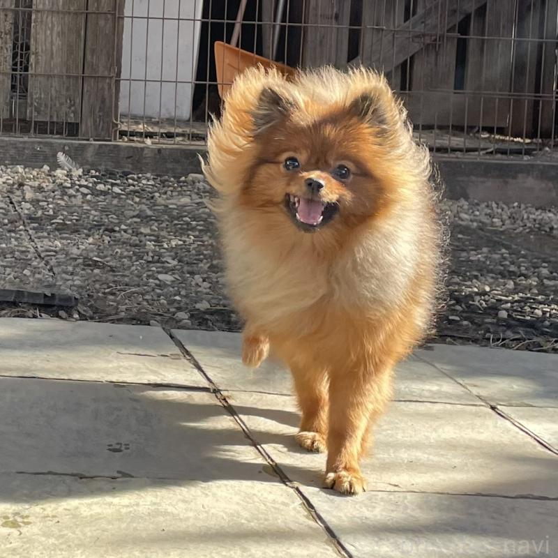 販売中の岐阜県のポメラニアン-433712の3枚目