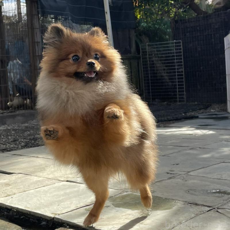 販売中の岐阜県のポメラニアン-433712の2枚目