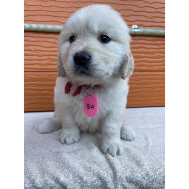 販売中の茨城県のゴールデンレトリーバー-433713の7枚目