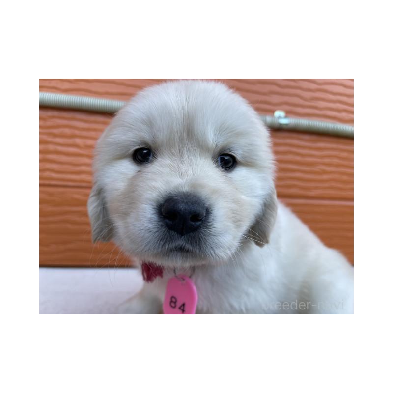 販売中の茨城県のゴールデンレトリーバー-433713の6枚目