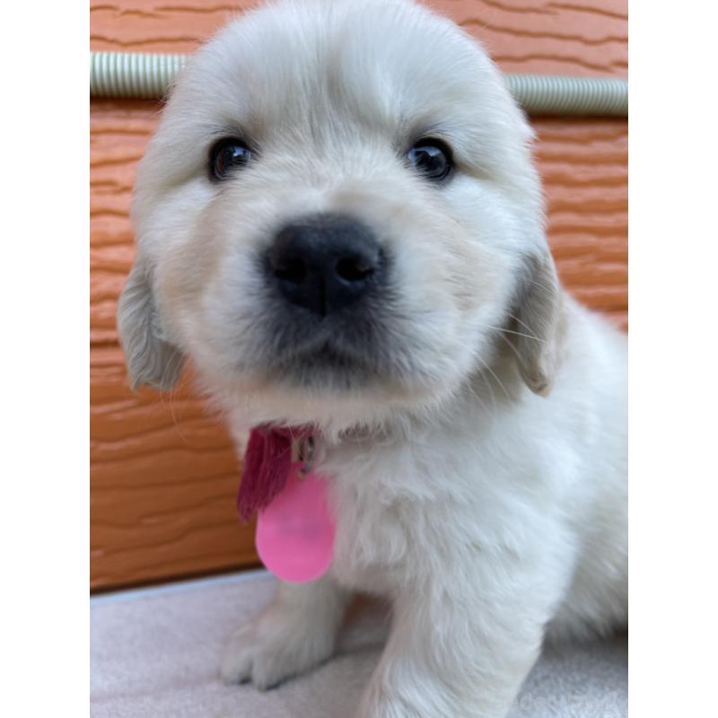 販売中の茨城県のゴールデンレトリーバー-433713の5枚目