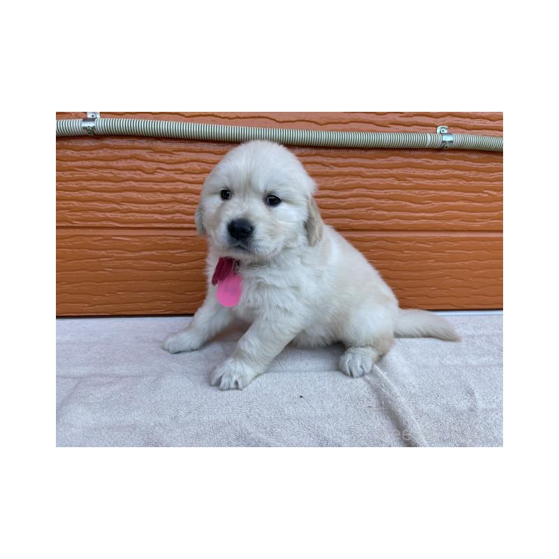 販売中の茨城県のゴールデンレトリーバー-433713の4枚目