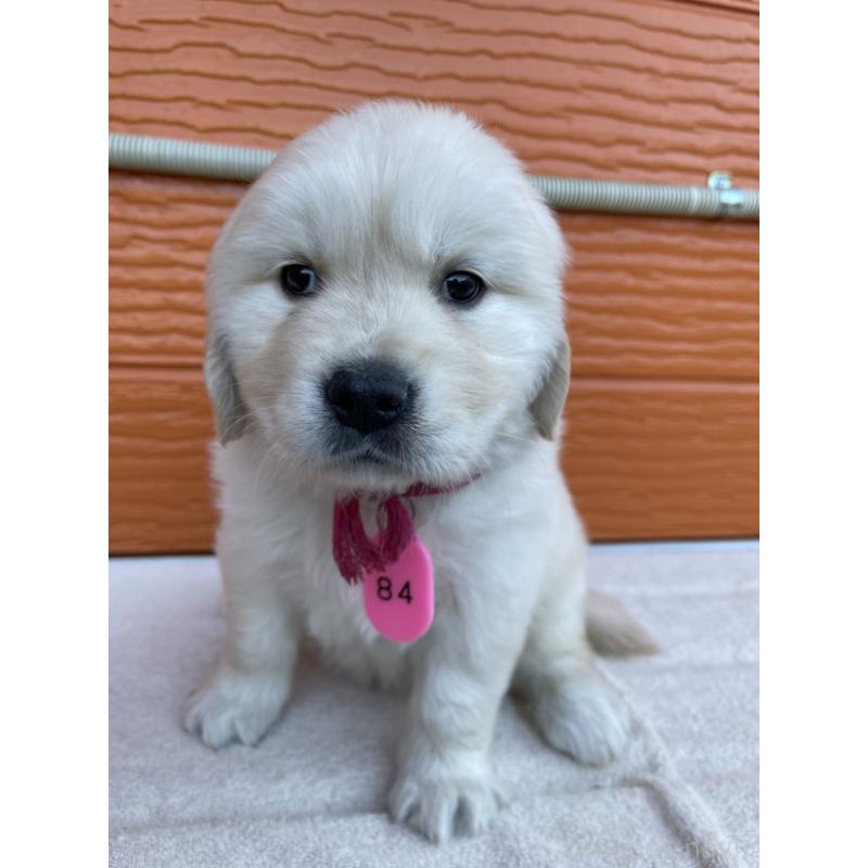 販売中の茨城県のゴールデンレトリーバー-433713の3枚目