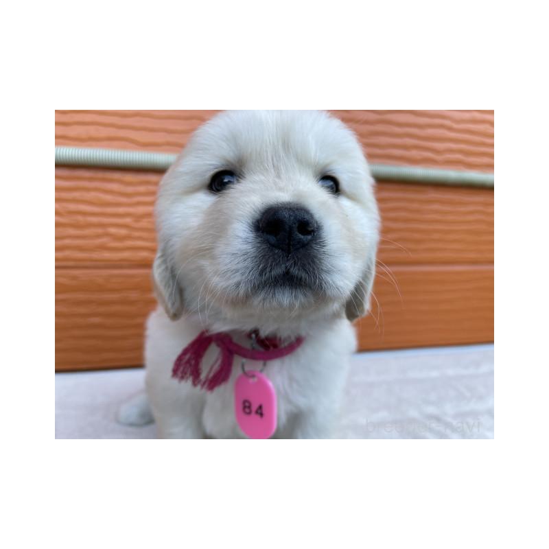 販売中の茨城県のゴールデンレトリーバー-433713の2枚目